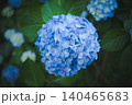 雨上がりに美しく咲く高幡不動尊の紫陽花 140465683