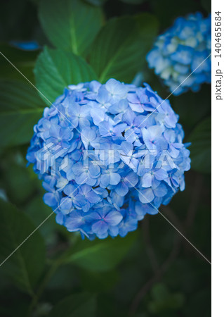 雨上がりに美しく咲く高幡不動尊の紫陽花 140465684