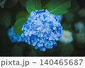 雨上がりに美しく咲く高幡不動尊の紫陽花 140465687