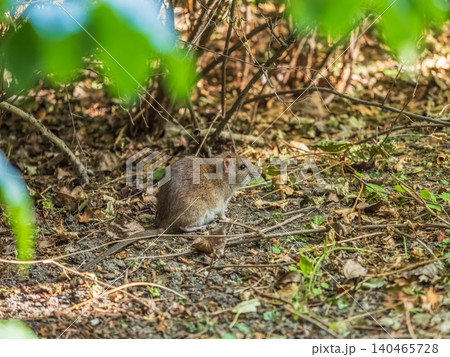 Close-up shot of the Common rat (Rattus norvegicus) with dark grey fur sitting in the green grass Close-up shot of the Common rat (Rattus norvegicus) with dark grey fur sitting in the green grass 140465728