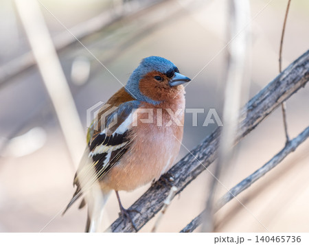 Common chaffinch, Fringilla coelebs, sits on a tree. Common chaffinch in wildlife. 140465736