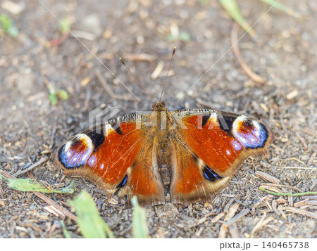 Peacock butterfly on the ground among the grass Peacock butterfly on the ground among the grass 140465738