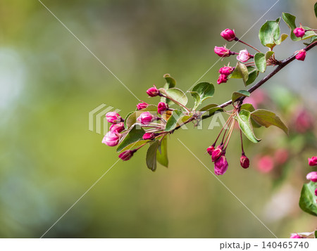 Fresh pink flowers of a blossoming apple tree with blured background Fresh pink flowers of a blossoming apple tree with blured background 140465740