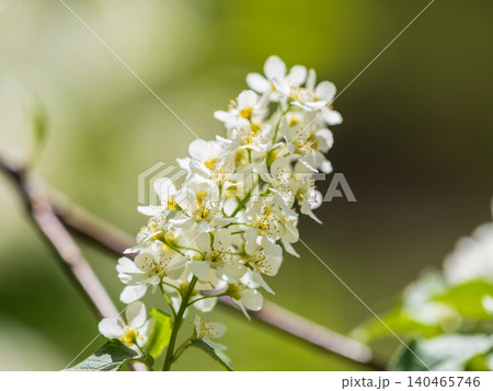 White flowers blooming bird cherry. Close-up of a Flowering Prunus padus Tree with White Little Blossoms White flowers blooming bird cherry. Close-up of a Flowering Prunus padus Tree with White Little Blossoms 140465746