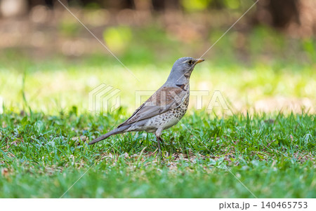 Wood bird Fieldfare, Turdus pilaris, on a sprng lawn. Wood bird Fieldfare, Turdus pilaris, on a sprng lawn. 140465753