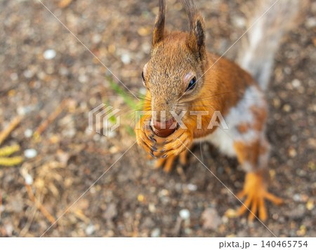 Squirrel in autumn or spring with nut on the green grass with fallen yellow leaves Squirrel in autumn or spring with nut on the green grass with fallen yellow leaves 140465754