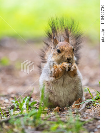 Squirrel eats a nut while sitting in green grass. Eurasian red squirrel, Sciurus vulgaris Squirrel eats a nut while sitting in green grass. Eurasian red squirrel, Sciurus vulgaris 140465756