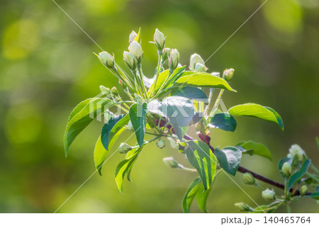 White blossoming apple trees in the sunset light. Spring season, spring colors. White blossoming apple trees in the sunset light. Spring season, spring colors. 140465764