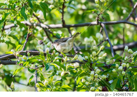 Lesser whitethroat, Sylvia curruca. A bird sits on a branch on a beautiful background 140465767
