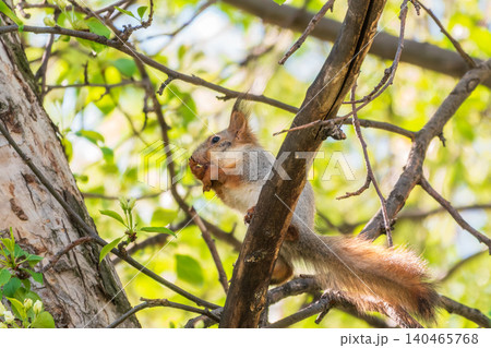 The squirrel with nut sits on a branches in the spring or summer. The squirrel with nut sits on a branches in the spring or summer. 140465768