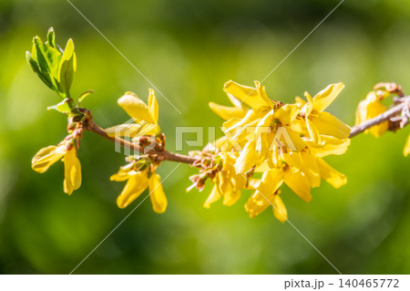 Forsythia. Blooming forsythia bush. Yellow flower on a branch of forsythia. Forsythia. Blooming forsythia bush. Yellow flower on a branch of forsythia. 140465772