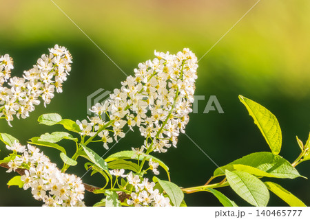White flowers blooming bird cherry. Close-up of a Flowering Prunus padus Tree with White Little Blossoms White flowers blooming bird cherry. Close-up of a Flowering Prunus padus Tree with White Little Blossoms 140465777