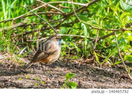 The bluethroat is a small passerine bird. Birds of Central Russia. The bluethroat is a small passerine bird. Birds of Central Russia. 140465782