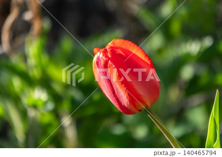 Colorful red tulips blossom in spring garden 140465794
