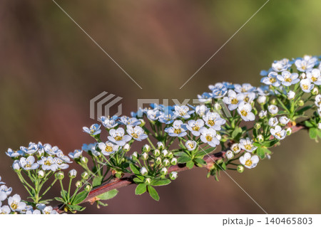Beautiful white flowers Spirea aguta or Brides wreath. 140465803