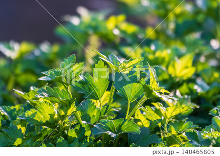 Nature of green leaf in garden at summer. Natural green leaves plants using as spring background cover page environment ecology Nature of green leaf in garden at summer. Natural green leaves plants using as spring background cover page environment ecology 140465805