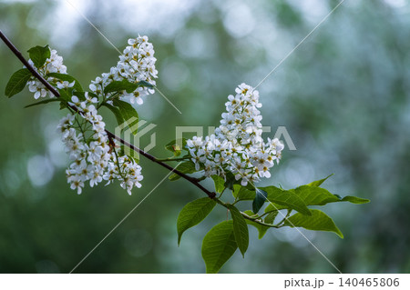 White flowers blooming bird cherry. Close-up of a Flowering Prunus padus Tree with White Little Blossoms White flowers blooming bird cherry. Close-up of a Flowering Prunus padus Tree with White Little Blossoms 140465806