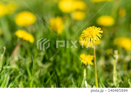 Vibrant yellow dandelions stand tall among green grass, soaking in sunlight on a beautiful spring day, showcasing natures beauty and renewal. Vibrant yellow dandelions stand tall among green grass, soaking in sunlight on a beautiful spring day, showcasing natures beauty and renewal. 140465894