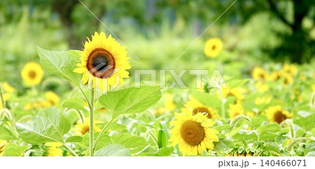 夏の北海道で咲き誇っていた元気なひまわりの花 夏の北海道で咲き誇っていた元気なひまわりの花 140466071