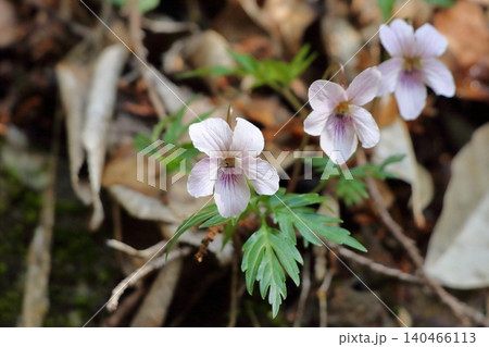 エイザンスミレの花と葉 エイザンスミレの花と葉 140466113