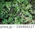 岩場に繁茂したアジアンタム 140466227