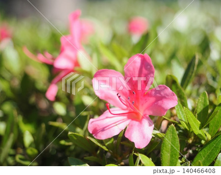 満開のサツキの花 満開のサツキの花 140466408