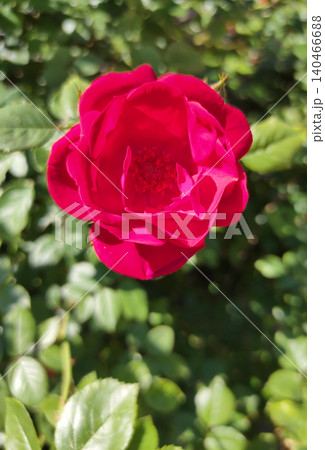 Lush flowering bush of red rose variety Hansaland Lush flowering bush of red rose variety Hansaland 140466688