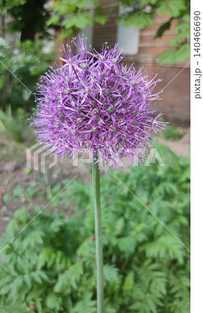 Allium hollandicum persian onion dutch garlic purple sensation flowering plant, ornamental flowers in bloom Allium hollandicum persian onion dutch garlic purple sensation flowering plant, ornamental flowers in bloom 140466690
