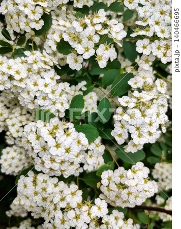 Blooming Branches of Spiraea Vanhouttei, a Symbol of Freshness. Garden Splendor. Blooming Branches of Spiraea Vanhouttei, a Symbol of Freshness. Garden Splendor. 140466695