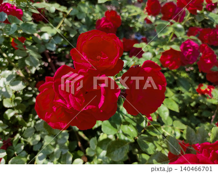 Lush flowering bush of red rose variety Hansaland Lush flowering bush of red rose variety Hansaland 140466701