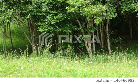 ほのぼの自然の野原の風景写真 140466982