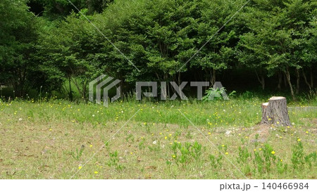 ほのぼの自然の野原の風景写真 ほのぼの自然の野原の風景写真 140466984