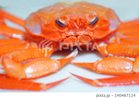 これから茹でられる 紅ズワイガニ① これから茹でられる 紅ズワイガニ① 140467114