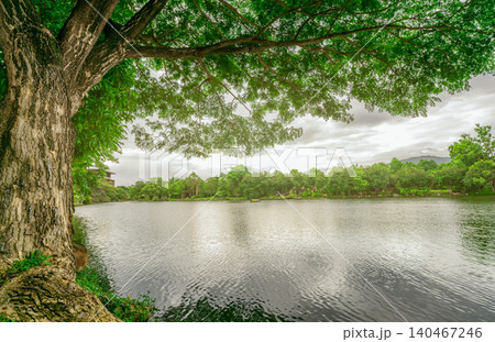 Big old rain tree with green leaves and lake landscape. Beauty in nature. Water reservoir. Green tree and lake in park. Garden in sustainable hotel. Peaceful and tranquility scene. Clean environment. Big old rain tree with green leaves and lake landscape. Beauty in nature. Water reservoir. Green tree and lake in park. Garden in sustainable hotel. Peaceful and tranquility scene. Clean environment. 140467246