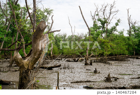 Green mangrove forest at low tide. Mangrove trees capture CO2. Net zero emissions. Blue carbon ecosystems. Mangrove ecosystem. Natural carbon sinks. Mangroves absorb carbon dioxide emissions. Coastal. Green mangrove forest at low tide. Mangrove trees capture CO2. Net zero emissions. Blue carbon ecosystems. Mangrove ecosystem. Natural carbon sinks. Mangroves absorb carbon dioxide emissions. Coastal. 140467284