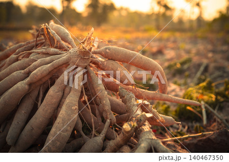Cassava roots. Sustainable agriculture. Cassava root in tropical farming. Food production and sustainability. Cassava root, staple crop vital for food security, smallholder livelihoods. Tapioca tubers 140467350