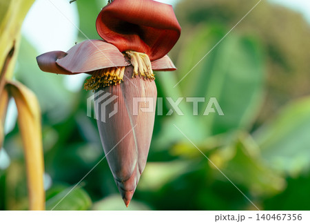 Banana blossom. Plant-based raw material for vegan fish and meat alternatives. Banana heart. Purple-skinned banana flower. Sustainable source for plant-based meat alternatives in vegan cuisine. 140467356