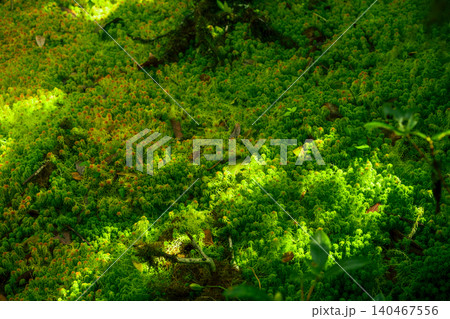 Sunlit Sphagnum moss in swamp forest. Nature landscape. Green peat moss. Carbon sequestration. Moss conservation. Moss ecology. Peatland carbon storage. Sphagnum habitats. Reservoir of the forest. Sunlit Sphagnum moss in swamp forest. Nature landscape. Green peat moss. Carbon sequestration. Moss conservation. Moss ecology. Peatland carbon storage. Sphagnum habitats. Reservoir of the forest. 140467556