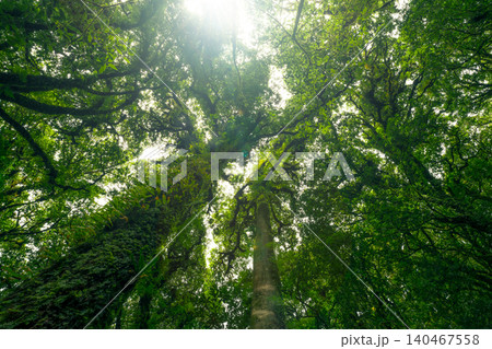 Looking up view of tree trunk to green leaves of tree in forest with sun light. Fresh environment in green woods. Forest tree on sunny day. Natural carbon capture. Sustainable conservation and ecology Looking up view of tree trunk to green leaves of tree in forest with sun light. Fresh environment in green woods. Forest tree on sunny day. Natural carbon capture. Sustainable conservation and ecology 140467558