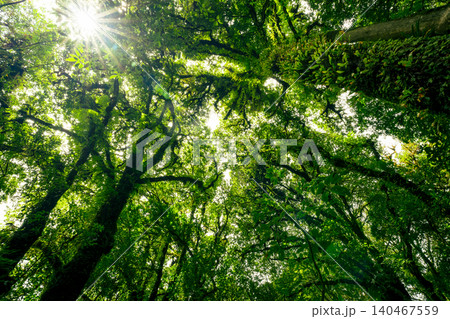 Green tree forest with sunlight through green leaves. Natural carbon capture and carbon credit concept. Sustainable forest management. Trees absorb carbon dioxide. Natural carbon sink. Environment day 140467559