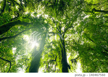 Looking up view of tree trunk to green leaves of tree in forest with sun light. Fresh environment in green woods. Forest tree on sunny day. Natural carbon capture. Sustainable conservation and ecology Looking up view of tree trunk to green leaves of tree in forest with sun light. Fresh environment in green woods. Forest tree on sunny day. Natural carbon capture. Sustainable conservation and ecology 140467560