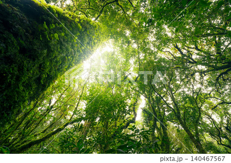 Green tree forest with sunlight through green leaves. Natural carbon capture and carbon credit concept. Sustainable forest management. Trees absorb carbon dioxide. Natural carbon sink. Environment day Green tree forest with sunlight through green leaves. Natural carbon capture and carbon credit concept. Sustainable forest management. Trees absorb carbon dioxide. Natural carbon sink. Environment day 140467567