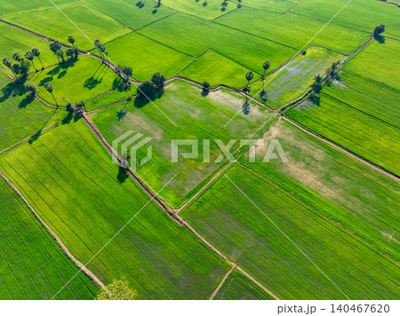 Aerial view of lush green rice field with sugar palm trees. Sustainable agriculture landscape. Sustainable rice farming. Rice cultivation. Green landscape. Organic farming. Sustainable land use. Aerial view of lush green rice field with sugar palm trees. Sustainable agriculture landscape. Sustainable rice farming. Rice cultivation. Green landscape. Organic farming. Sustainable land use. 140467620