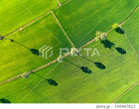 Aerial view of green rice field with trees in Thailand. Above view of agricultural field. Rice plants. Natural pattern of green rice farm. Beauty in nature. Sustainable agriculture. Carbon neutrality. Aerial view of green rice field with trees in Thailand. Above view of agricultural field. Rice plants. Natural pattern of green rice farm. Beauty in nature. Sustainable agriculture. Carbon neutrality. 140467622