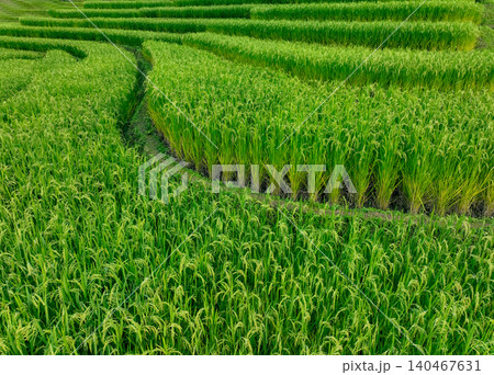 Landscape of green rice terrace. Nature landscape. Green rice farm. Terraced rice fields. Green agricultural landscape. A field of green rice plants with a winding path through the middle. Landscape of green rice terrace. Nature landscape. Green rice farm. Terraced rice fields. Green agricultural landscape. A field of green rice plants with a winding path through the middle. 140467631