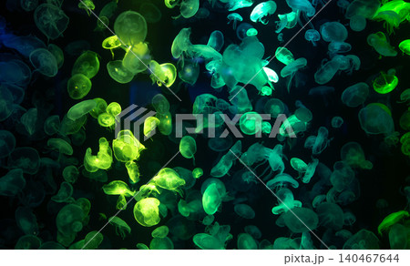At the aquarium, the transparent jellyfish swim underwater, illuminated by green light. Beauty of marine life. Exotic sea creatures add a touch of nature's magic to the ocean's deep, tropical waters. At the aquarium, the transparent jellyfish swim underwater, illuminated by green light. Beauty of marine life. Exotic sea creatures add a touch of nature's magic to the ocean's deep, tropical waters. 140467644