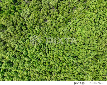 Aerial top view of mangrove forest. Drone view of dense green mangrove trees captures CO2. Green trees background for carbon neutrality and net zero emissions concept. Sustainable green environment. 140467666