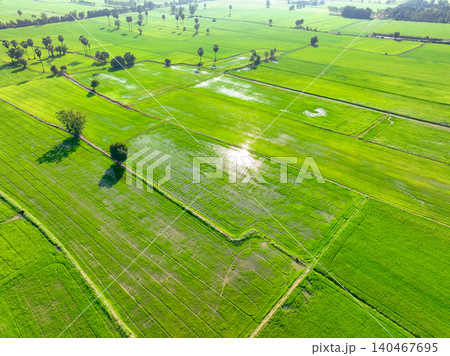 Aerial view of green rice field with trees in Thailand. Above view of agricultural field. Rice plants. Natural pattern of green rice farm. Beauty in nature. Sustainable agriculture. Carbon neutrality. Aerial view of green rice field with trees in Thailand. Above view of agricultural field. Rice plants. Natural pattern of green rice farm. Beauty in nature. Sustainable agriculture. Carbon neutrality. 140467695