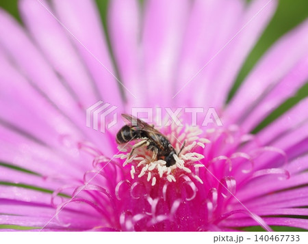 マツバギクの蜜を吸うミツバチ 140467733