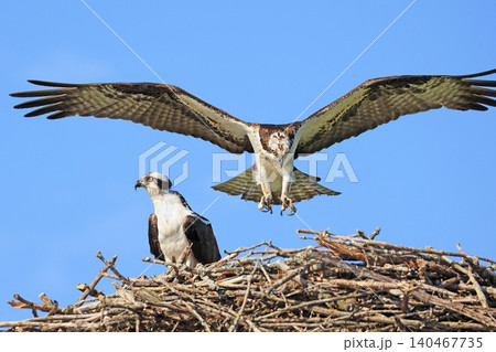 Osprey landing on the nest with a blue sky background 140467735